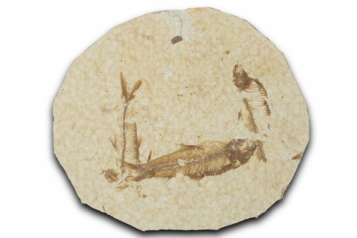 Fossil Fish (Knightia) Mortality Plate - Wyoming #339027
